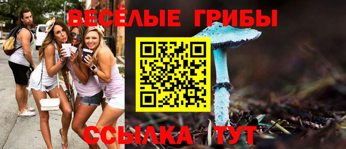 Галлюциногенные грибы Psilocybe Белая Калитва